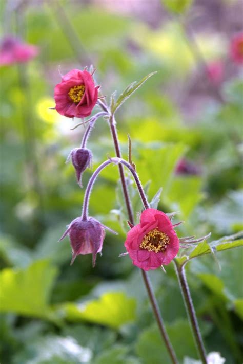 Geum - Perennial Power