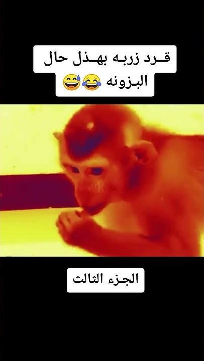 قرد زربة Youtube