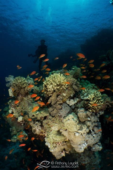 Tout Savoir Sur Le Corail Et Les Récifs Coralliens Biologie Marine