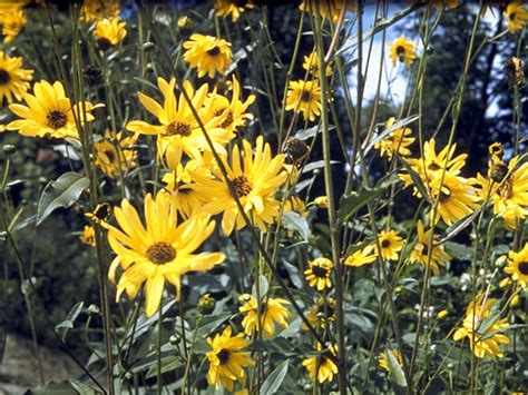 Helianthus Divaricatus Woodland Sunflower College Of Agriculture