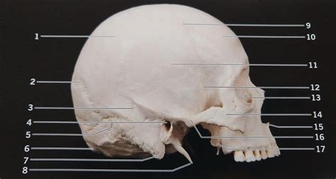 Sinclair Bio Axial Skeleton Skull Part Four Diagram Quizlet