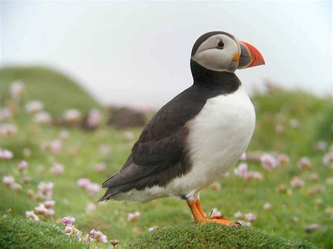 Free Puffin Wallpaper download - Animals Town