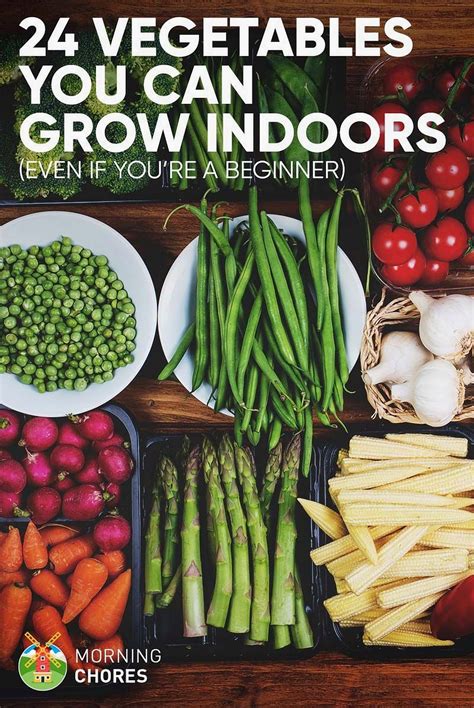 easy beginner vegetables to grow 1