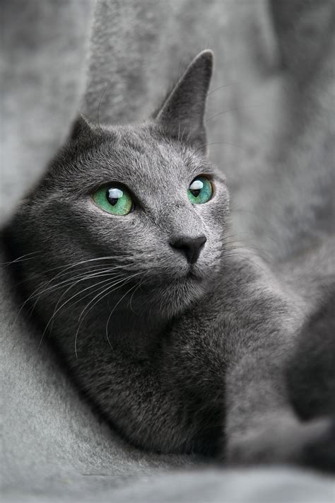 Average Lifespan Of An Outdoor Cat [Cat Lifespan] - PetShoper