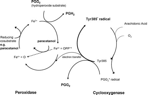 Mechanism Of Action Of Acetaminophen