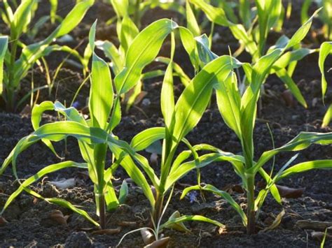 Delayed Planting Effects On Corn Yield A “historical” Perspective