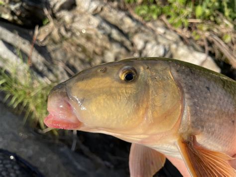 Meunier noir Poissons d eau douce du Québec iNaturalist