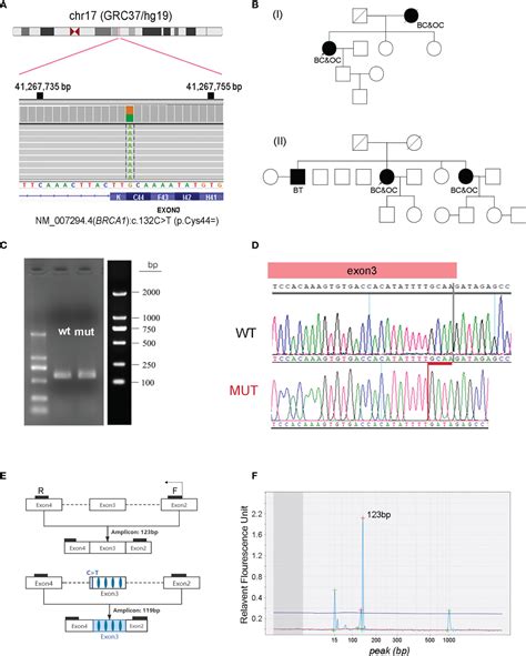 Frontiers Characterization Of Synonymous BRCA1 C 132C T As A