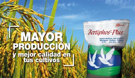 Fertiphos Plus El Mejor Fertilizante Fosfatado Para Tu Cultivo De Arroz