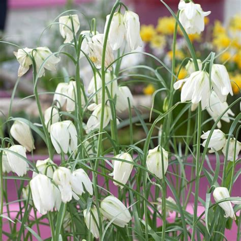 Kungs Ngslilja Fritillaria Meleagris Alba St