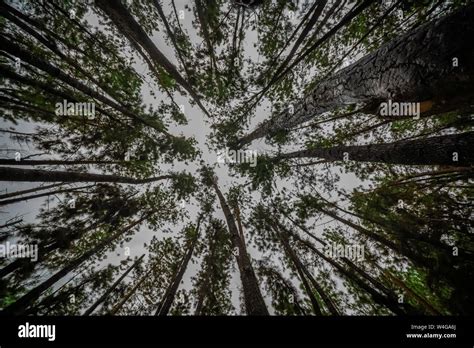 Vagamon, Kerala, India- 07 July 2019: Pine Forest in Vagamon hills ...