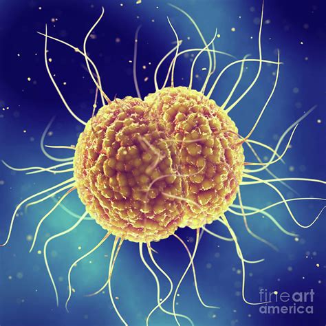 Gonorrhoea Bacteria by Science Photo Library