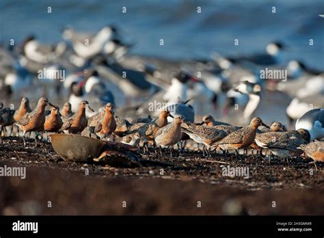 Red Knots Eggs Hi Res Stock Photography And Images Alamy