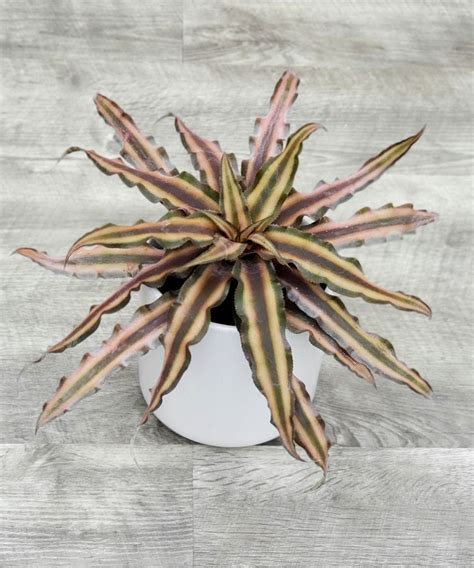 Cryptanthus Earth Star Bromeliad Plantvine