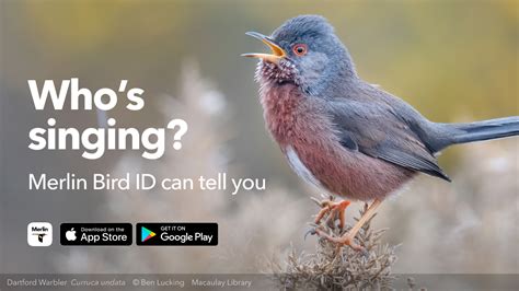 Merlin Sound ID Is Coming To Europe EBird