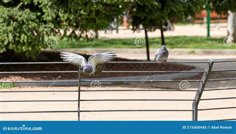 Pigeon Perched On A Fence In A Public Park Stock Image Image Of