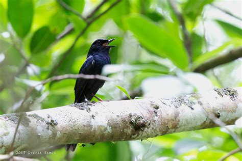 black shama tonjiandsylviasbirdlist