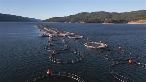 Drone Voando Sobre A Fazenda De Peixes Salmon Na Vista A Rea Do Rio