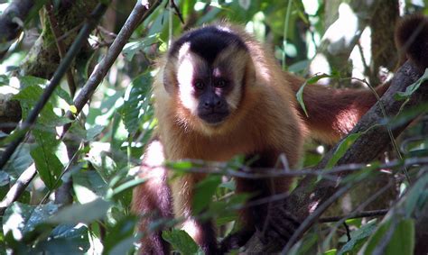 Animais Do Pantanal Macaco Prego