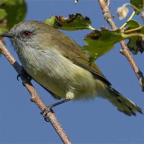 What is the grey warbler habitat? - DIY Seattle