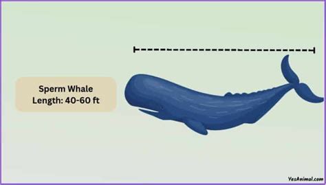 Sperm Whale Size: How Big Are They Compared To Others?