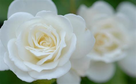 White Rose Desktop Wallpapers - Wallpaper Cave