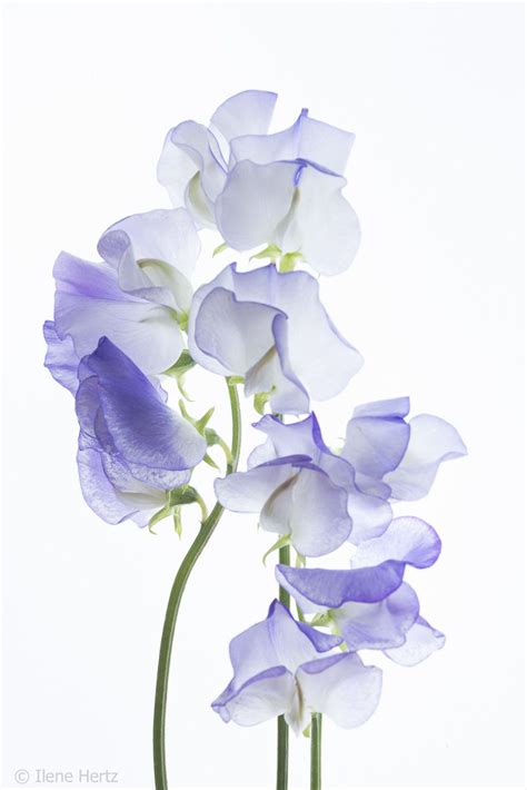 Purple Sweet Peas Watercolor Flowers Paintings Flower Art Flower