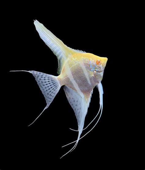 Rio Japura Albino Angelfish Pterophyllum Scalare Stunning Community