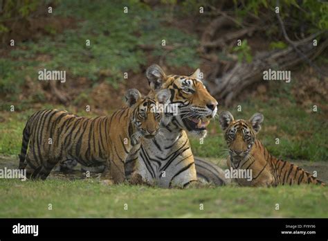 Bengal Tigers Panthera Tigris Tigris Female With Cubs At A Waterhole Ranthambore National