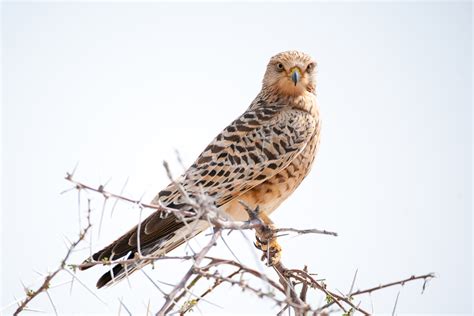 Wildlife of Etosha - Nature Travel Namibia