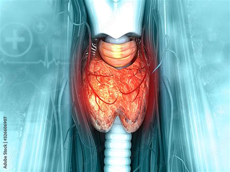 Anatomy Of Thyroid Gland 3d Illustration Stock Illustration Adobe Stock