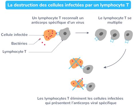 Schématiser la destruction des cellules infectées par les lymphocytes T