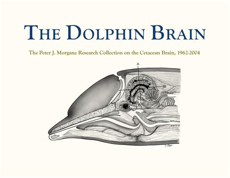 The Dolphin Brain A Digital Presentation By Digitalune Issuu