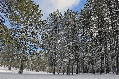 Trees Forest Snow - Free photo on Pixabay - Pixabay