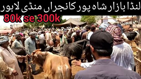 Lahore Shahpur Kanjra Mandi Wednesday Update Qurbani Price Update