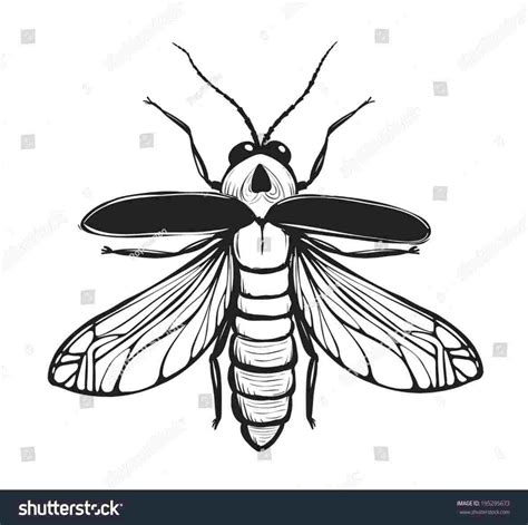 Simple Insect Drawings At Explore Collection Of