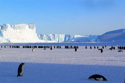 What makes Antarctica so unique? | Times of India Travel