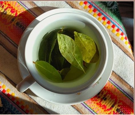 Tea Health Benefits Coca Tea Natural Cures