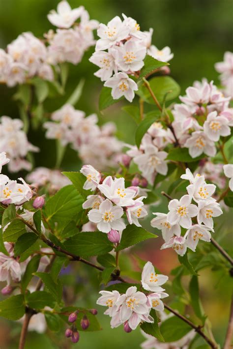 Żylistek zaróżowiony Kalmiiflora Deutzia purpurascens Krzewy