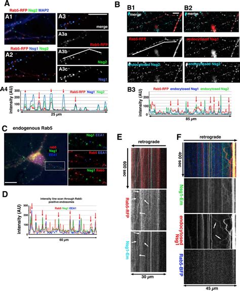 Nsg And Nsg Endocytose Into Rab Positive Early Endosomes A D Nsg