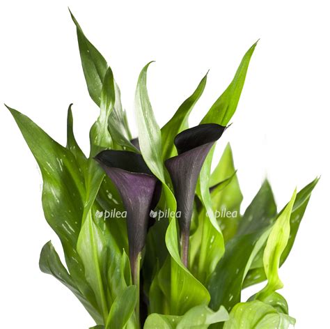 Калла Блэк 12/40 купить в Москве с доставкой в интернет магазине Pilea