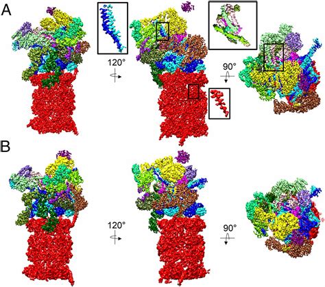 Structural Insights Into The Functional Cycle Of The ATPase Module Of