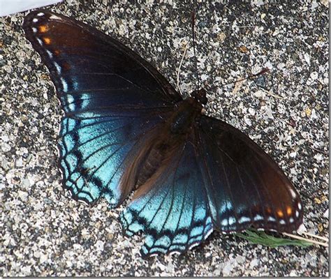 Wildlife Around Us Blue Butterfly In Ky