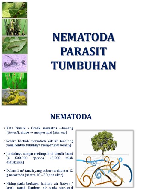 F Nematoda Parasit Tanaman Pdf Pdf