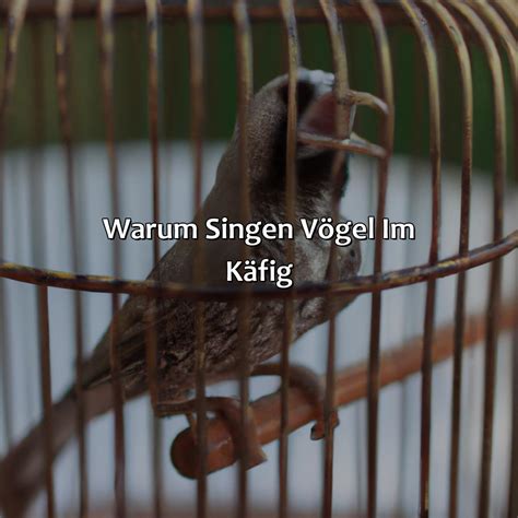 Warum Singen V Gel Im K Fig Vogelwunderland