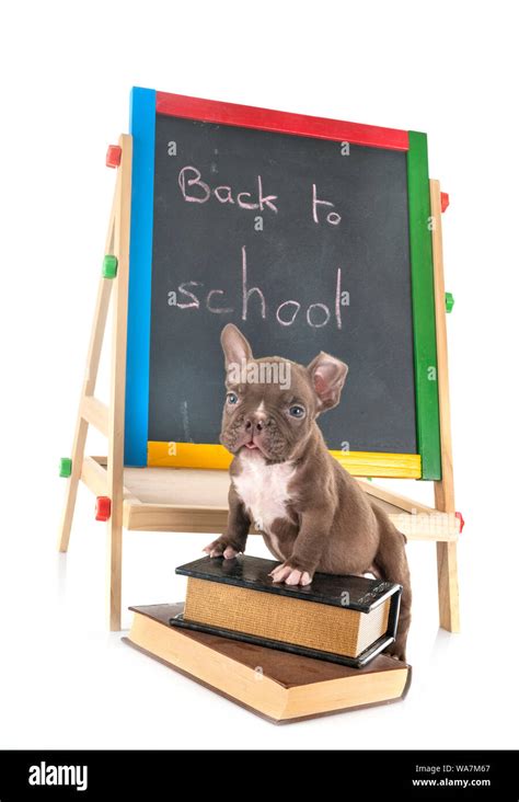 puppy american bully at school in front of white background Stock Photo ...