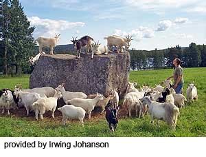 Swedish Landrace Goats | Oklahoma State University