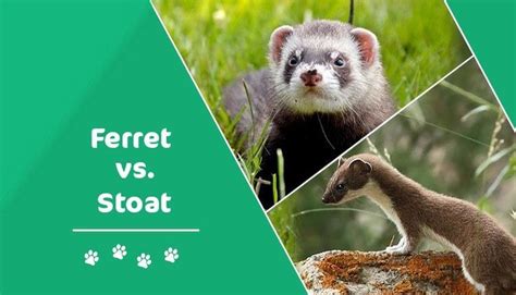 Stoat vs Ferret: What’s the Difference? (With Pictures) | Pet Keen | Animal pictures, Stoat, Ferret