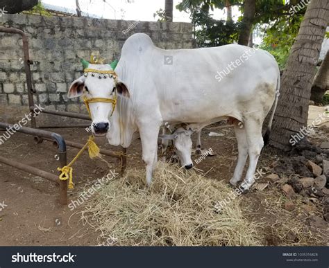 Indian White Cow With Calf