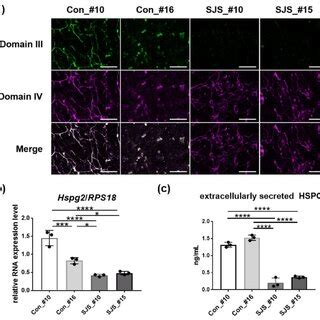 Perlecan Expression In Myotubes Derived From Control And SJS